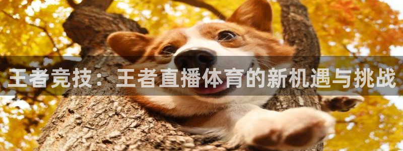 龙门飞甲播放：王者竞技：王者直播体育的新机遇与挑战